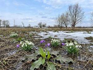 не визначена (с. Мироцкое, Киево-Святошинский район) - Продається сільськогосподарська ділянка, 22000 $ - АФНУ
