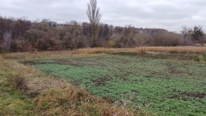 ул. Шевченка (с. Прибужское, Винницкий район) - Продається ділянка під забудову, 50000 $ - АФНУ